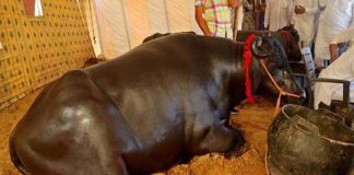 रोजाना व्हिस्की पीने की आदत से मशहूर है यह भैंसा